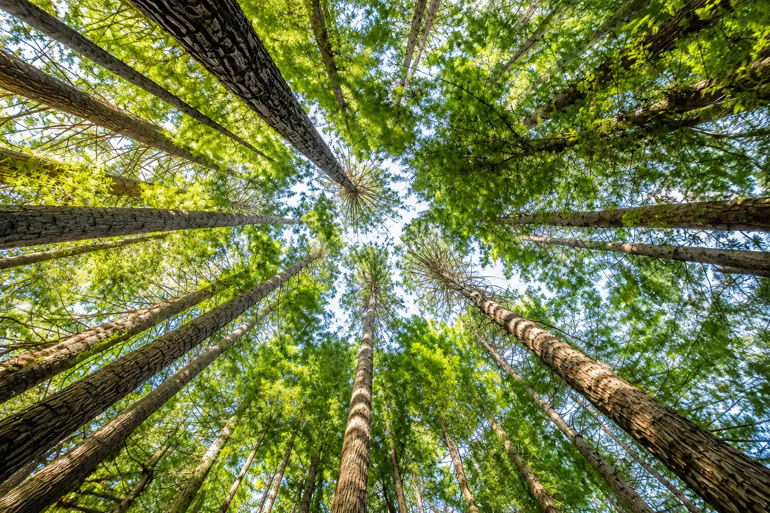 Looking up through a forest canopy