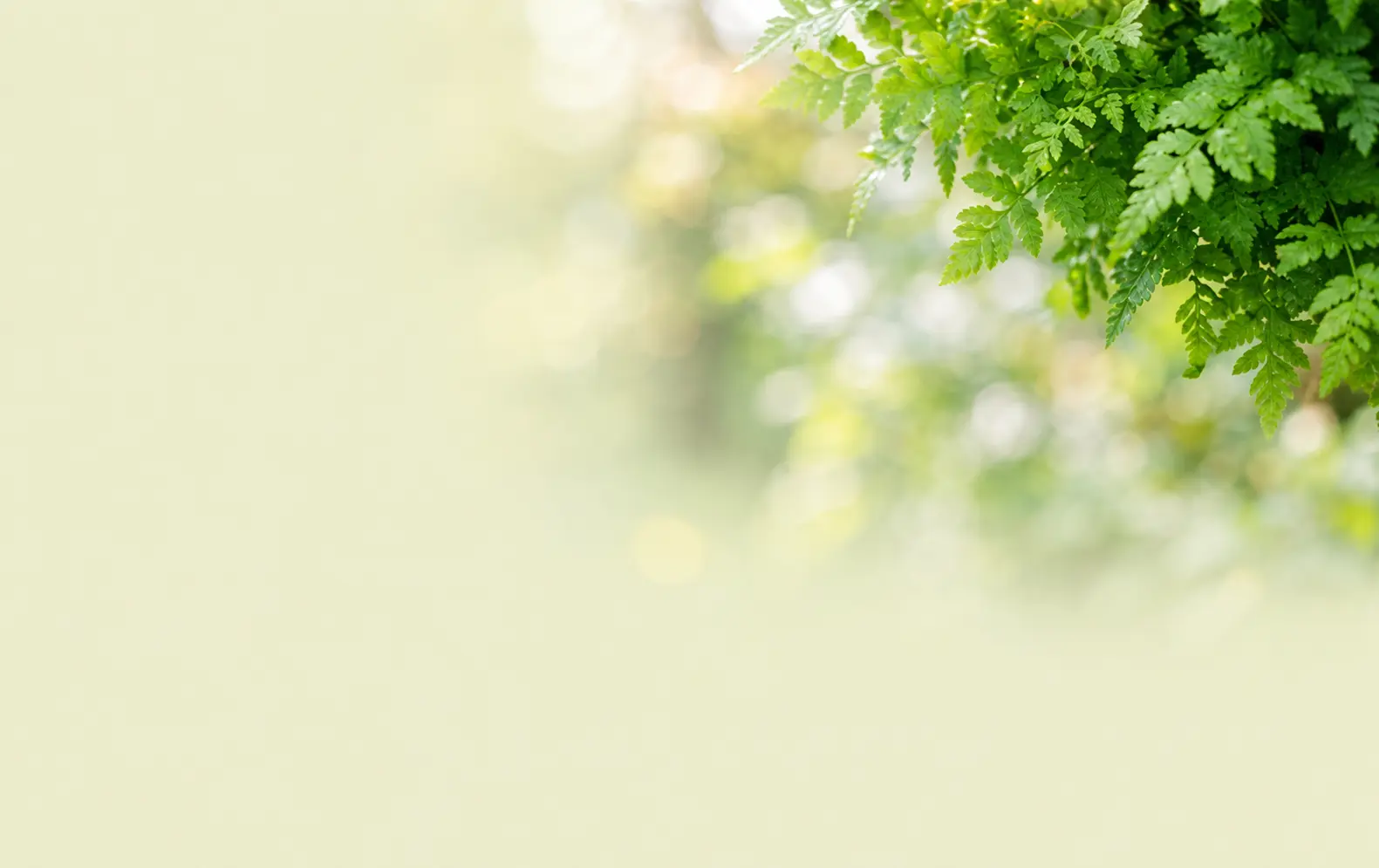 Soft-focus green foliage