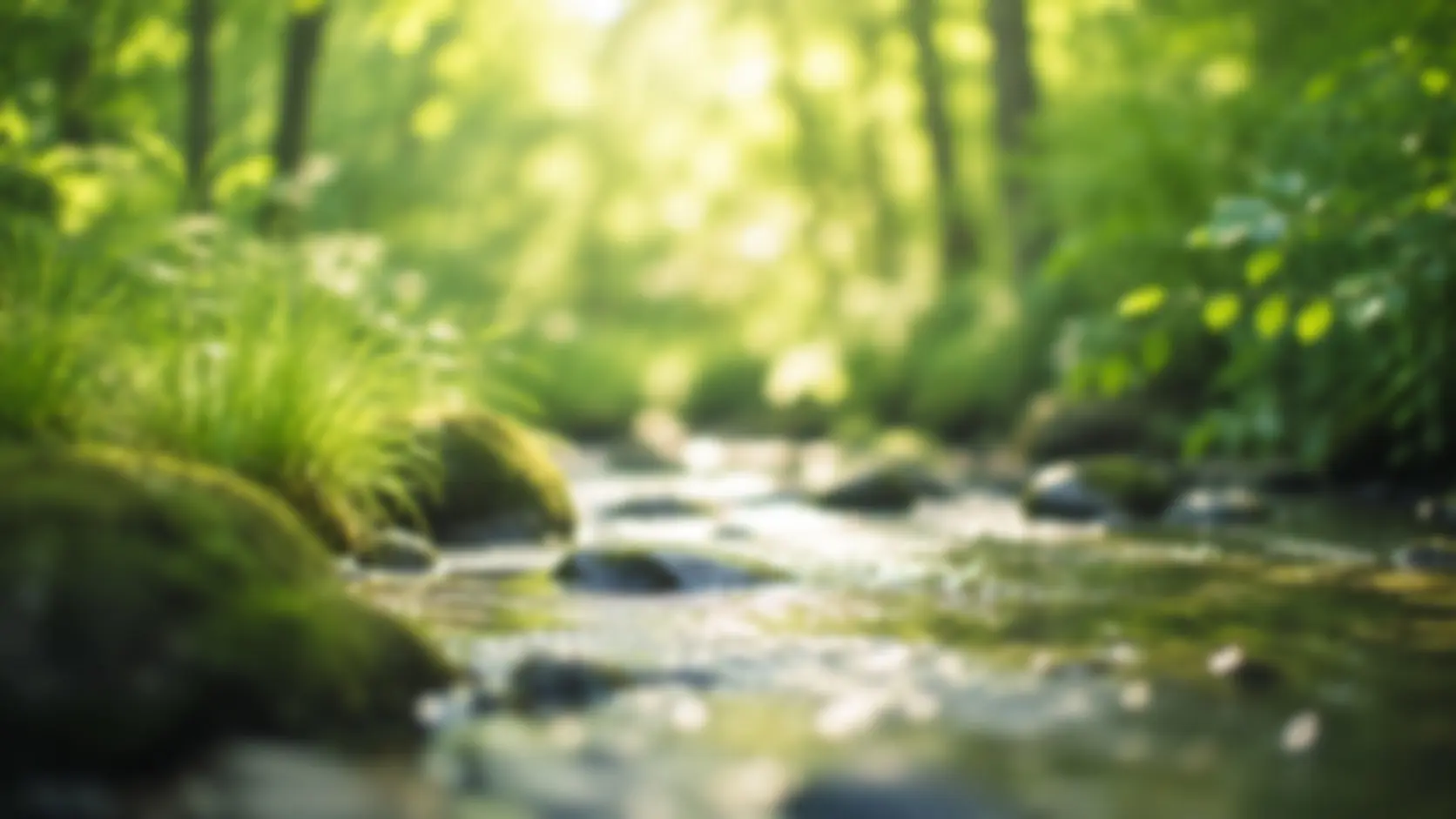 Sunlight on a forest stream