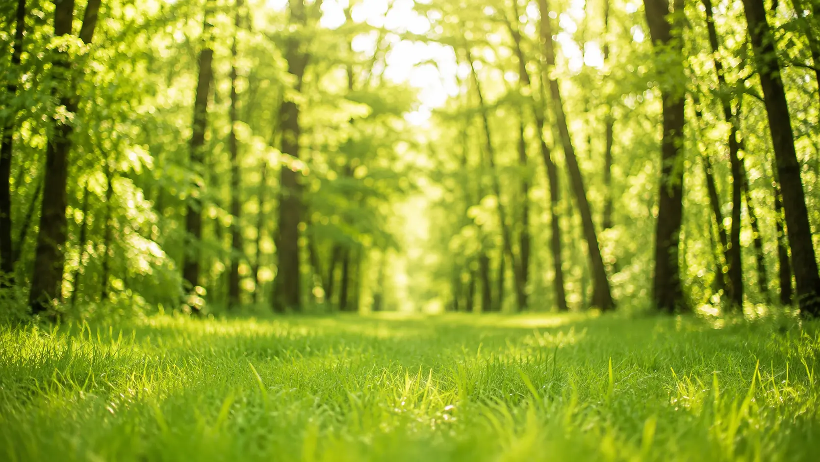 Sunlit forest path